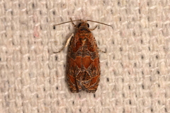 Olethreutes sericoranum