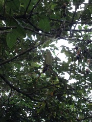 Trichonephila clavipes