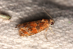 Olethreutes sericoranum