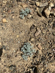 Lomatium cuspidatum