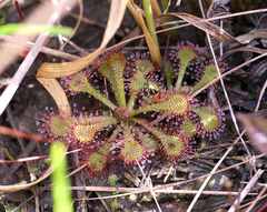 Drosera tokaiensis
