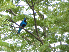 Cotinga nattererii