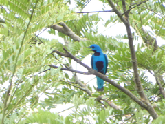 Cotinga nattererii