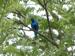 Cotinga nattererii