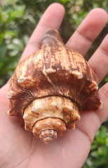 Volegalea cochlidium