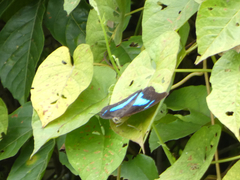 Archaeoprepona demophoon