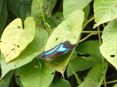 Archaeoprepona demophoon