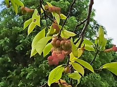 Magnolia kobus