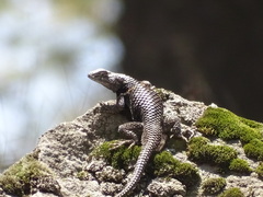Sceloporus mucronatus