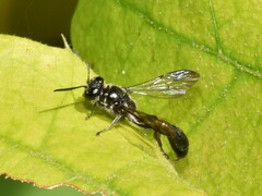 Trypoxylon collinum rubrocinctum