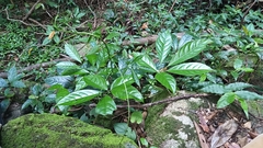 Tetrastigma planicaule