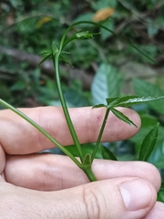 Tetrastigma planicaule