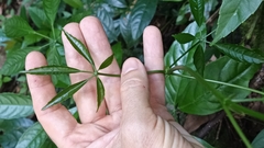 Tetrastigma planicaule