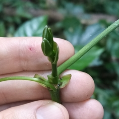Tetrastigma planicaule