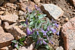 Penstemon harbourii
