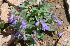 Penstemon harbourii