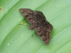 Pellicia arina