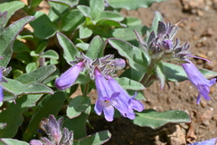 Penstemon harbourii