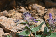 Penstemon harbourii