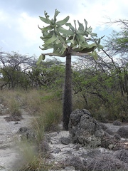 Consolea moniliformis