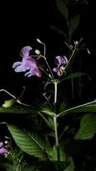 Impatiens glandulifera