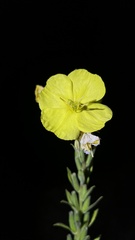 Oenothera