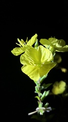 Oenothera