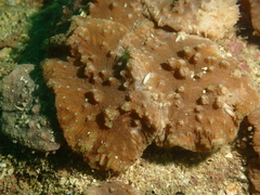 Sinularia brassica