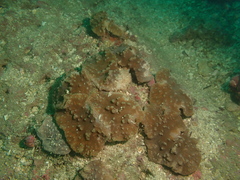 Sinularia brassica