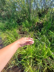 Glyceria arundinacea