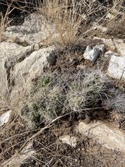 Coryphantha macromeris