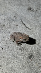 Bufo bufo