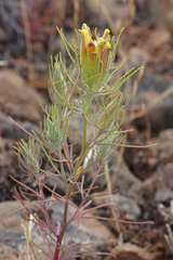 Cordylanthus ramosus