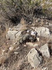 Coryphantha macromeris