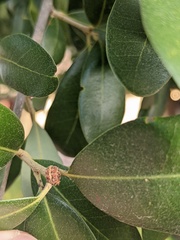 Allokermes cueroensis