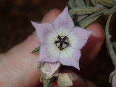 Guichenotia intermedia