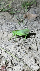 Tettigonia cantans