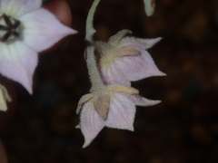 Guichenotia intermedia