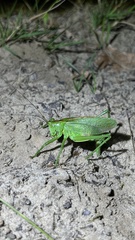Tettigonia cantans