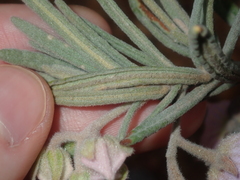 Guichenotia intermedia