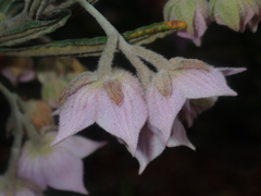 Guichenotia intermedia