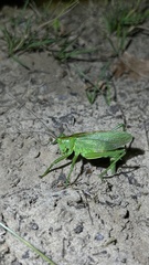 Tettigonia cantans