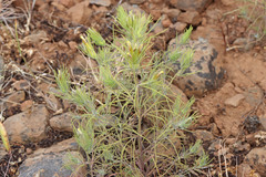 Cordylanthus ramosus