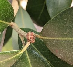 Allokermes cueroensis