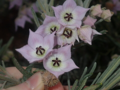 Guichenotia intermedia