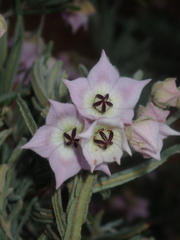 Guichenotia intermedia