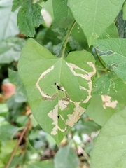 Cosmopterix molybdina