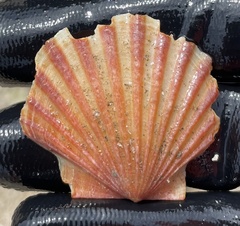 Leptopecten tumbezensis