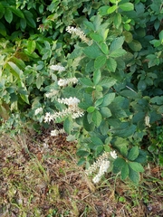 Clethra tomentosa