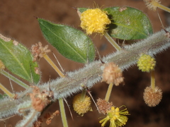 Acacia idiomorpha
